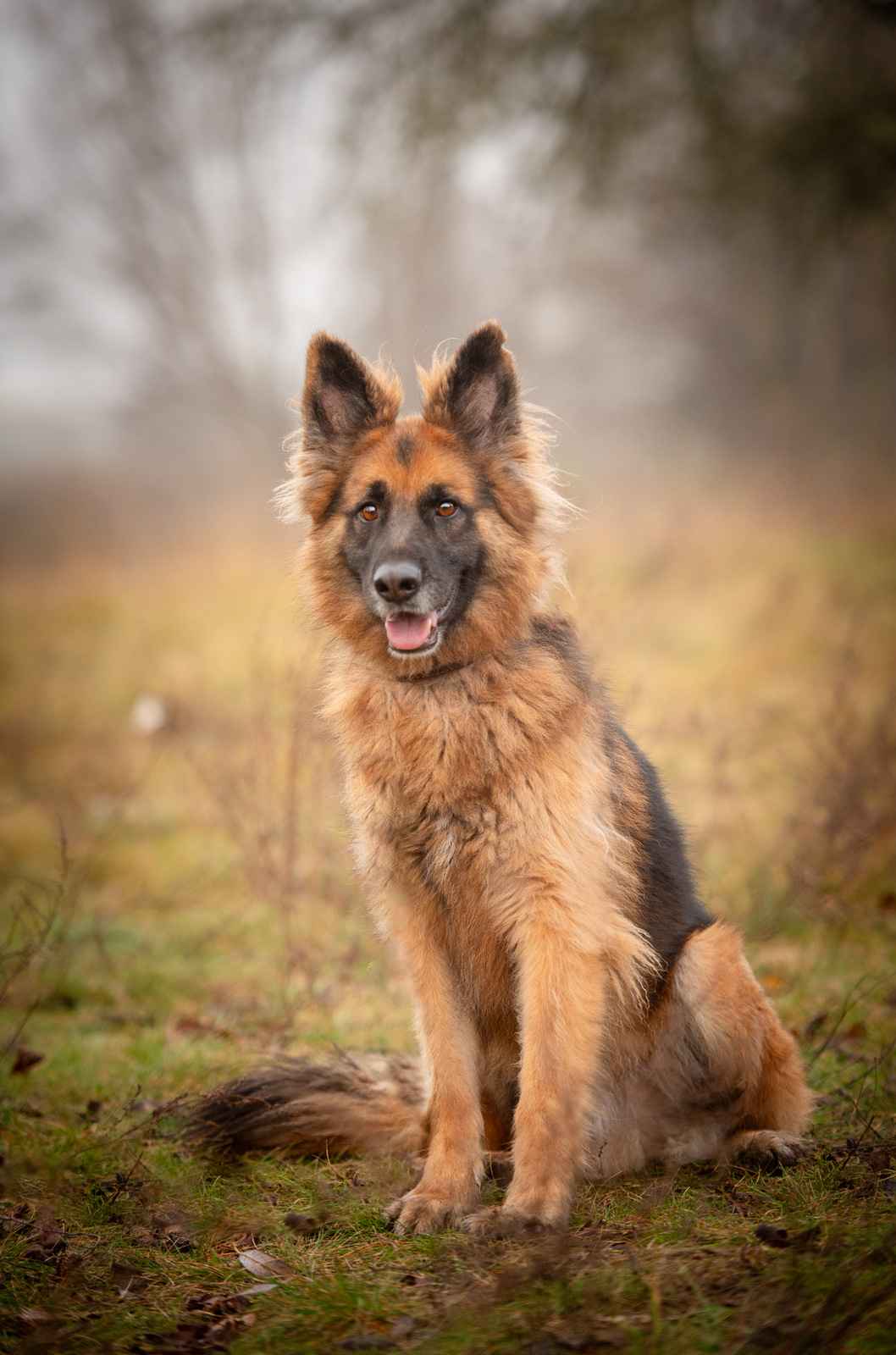 Ares - młody przepiękny owczarek szuka spokojnego domu! Olsztyn - zdjęcie 4