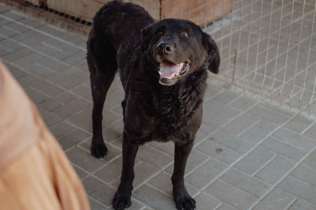 Pluto - łagodny, wesoły LABRADOR mix szuka domu Olsztyn - zdjęcie 4