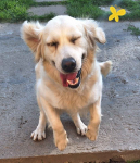 Szczeniak / piesek Golden Retriever Związek Kynologiczny FCI Wadowice - zdjęcie 8