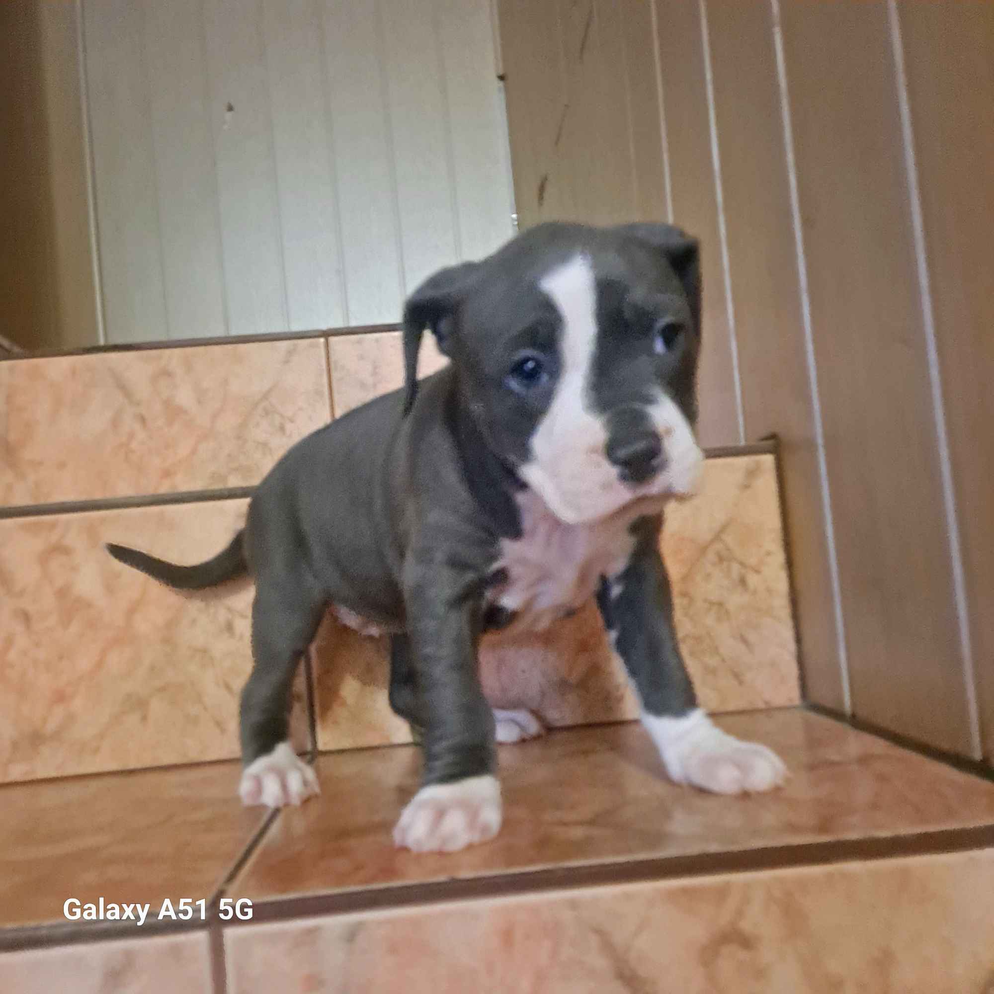 Szczeniaki American Staffordshire Terrier Pisz - zdjęcie 2