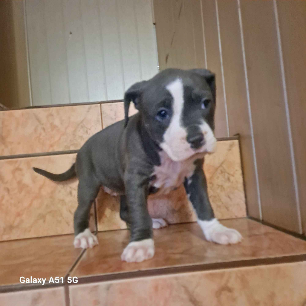 Szczeniaki American Staffordshire Terrier Pisz - zdjęcie 2