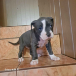 Szczeniaki American Staffordshire Terrier Pisz - zdjęcie 2