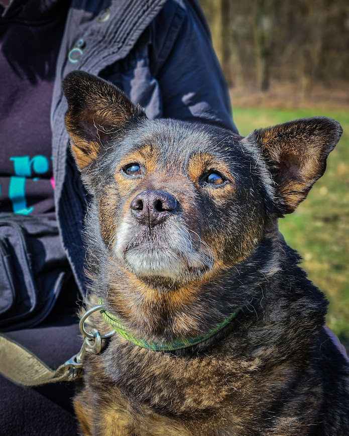 Spokojny, bardzo stateczny, przekochany psi senior DAFI :) Ochota - zdjęcie 6