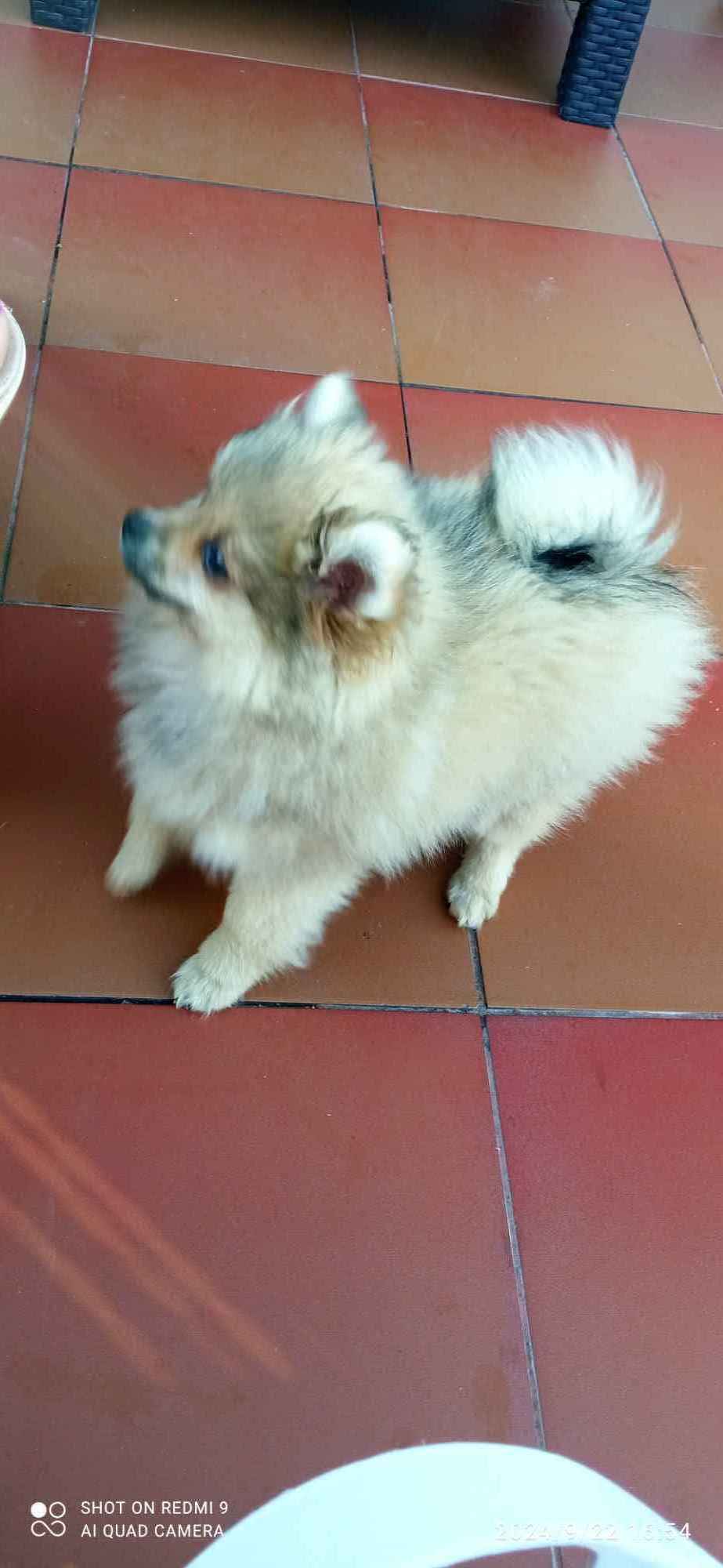 Szpic miniaturowy pomeranian Rzeczyca Księża - zdjęcie 2