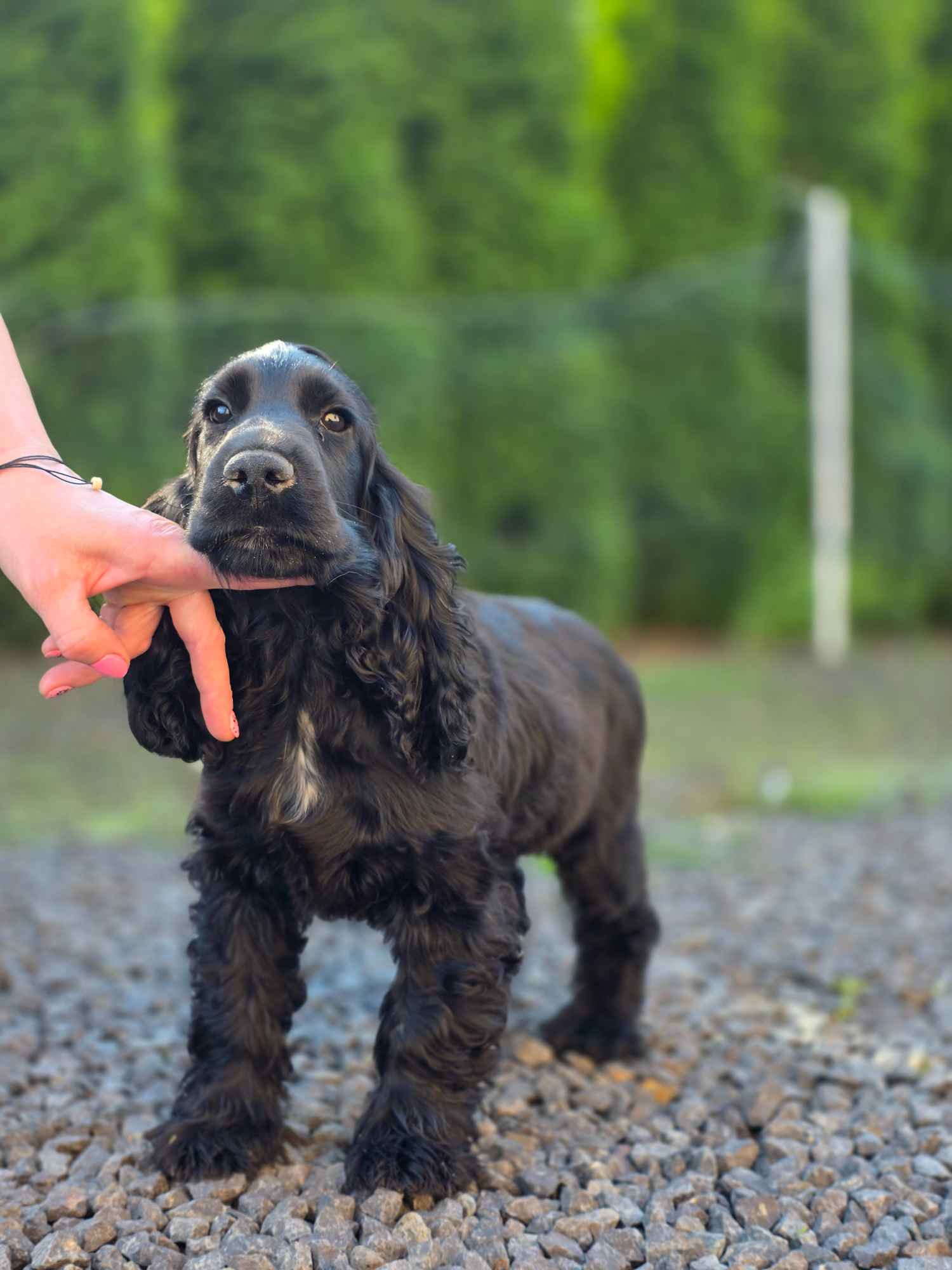 Cocker Spaniel Angielski czarne!!! Goliszew - zdjęcie 1
