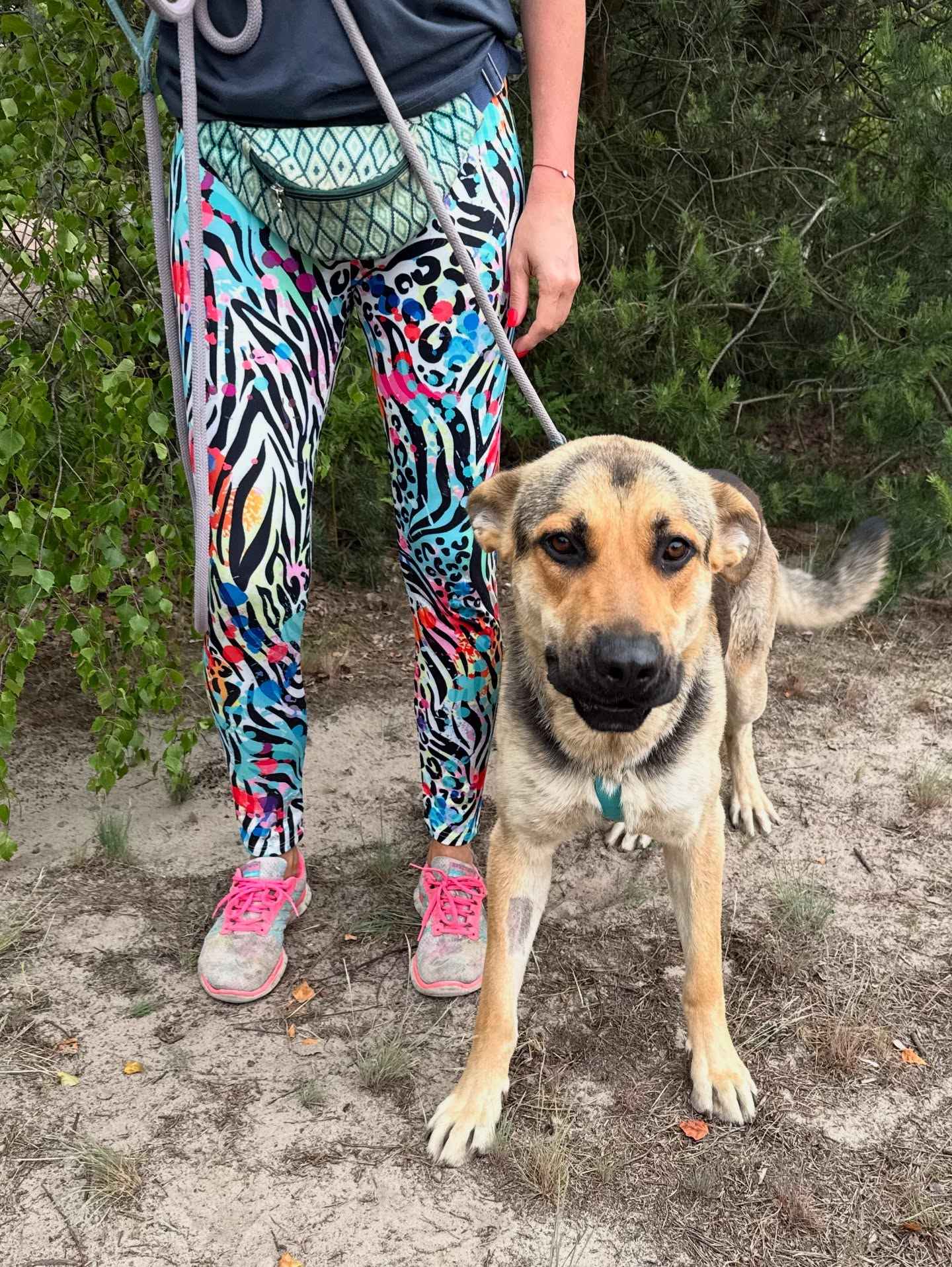 Magnus - młodziutki, kochany oczarkowaty dzieciak Olsztyn - zdjęcie 4