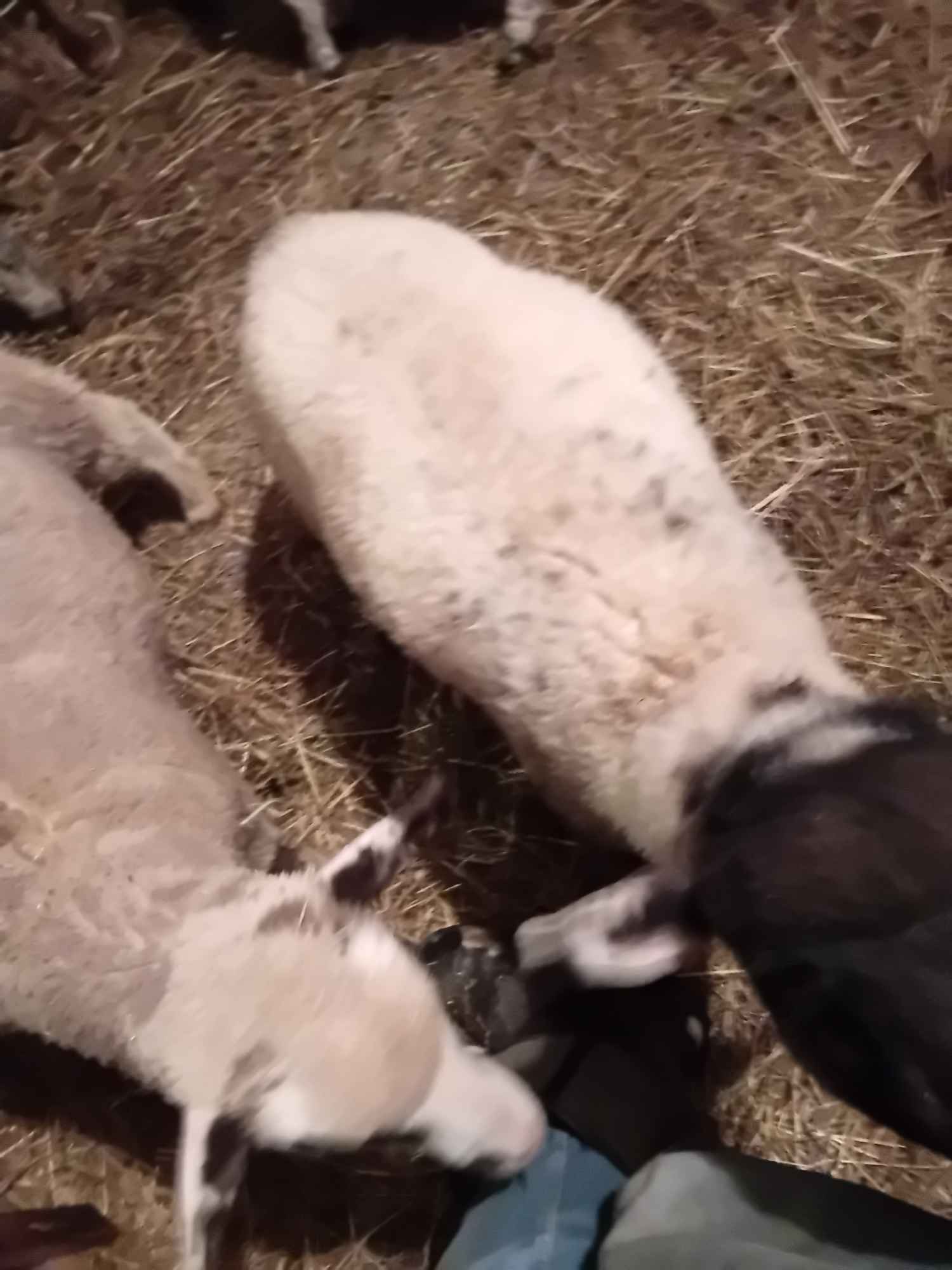 BARANKI DO OGRÓDKA Mszana Dolna - zdjęcie 4