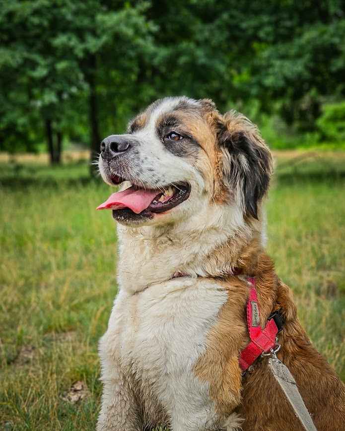 Wrażliwa, aktywna, totalnie cudowna suczka pilnie szuka domu! Mokotów - zdjęcie 5