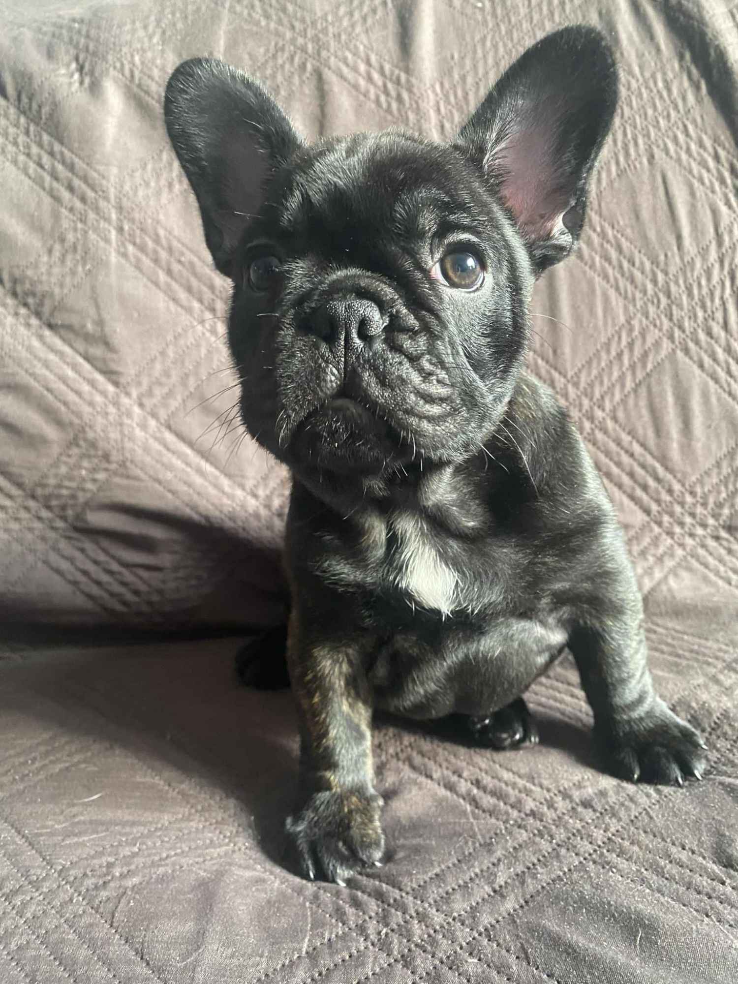 Buldog Francuski Celestynów - zdjęcie 6