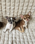 Pieski chihuahua Mińsk Mazowiecki - zdjęcie 5