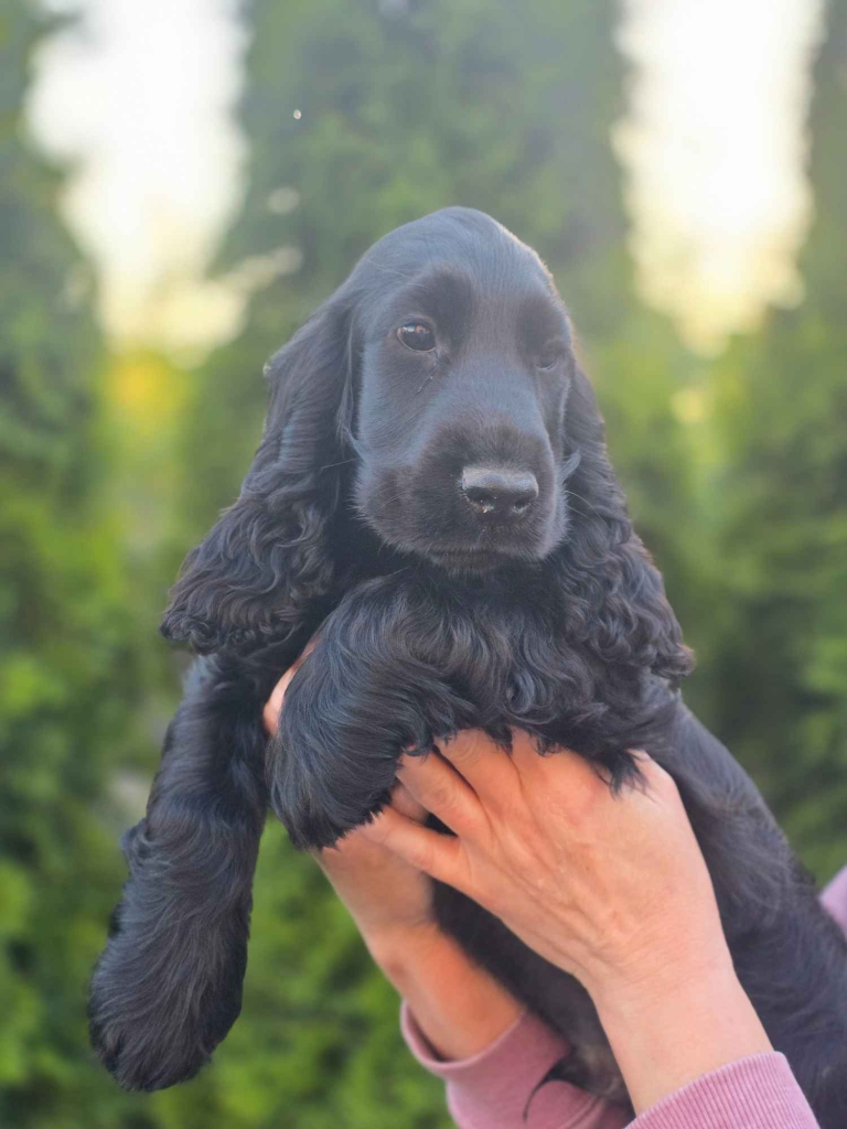 Cocker Spaniel Angielski czarne!!! Goliszew - zdjęcie 4