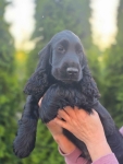 Cocker Spaniel Angielski czarne!!! Goliszew - zdjęcie 4