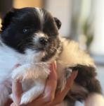 Szpic miniaturowy pomeranian Radomsko - zdjęcie 5