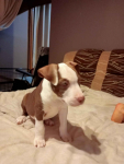 American pitbull terier Tarłów - zdjęcie 4