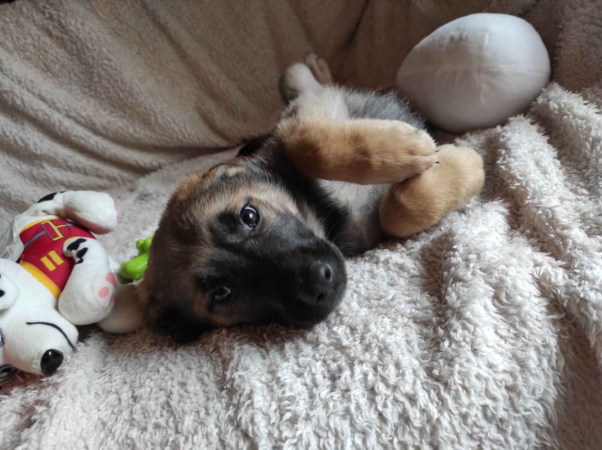 2 miesięczny maluch Tedi szuka domu Olsztyn - zdjęcie 1