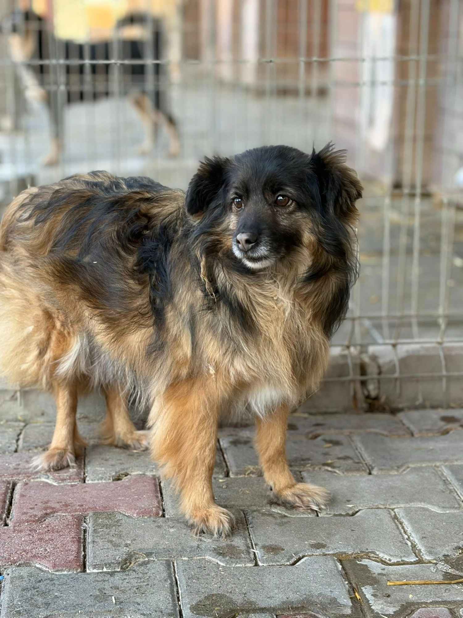 Szprycha - delikatna, nieśmiała sunia szuka domu! Olsztyn - zdjęcie 2