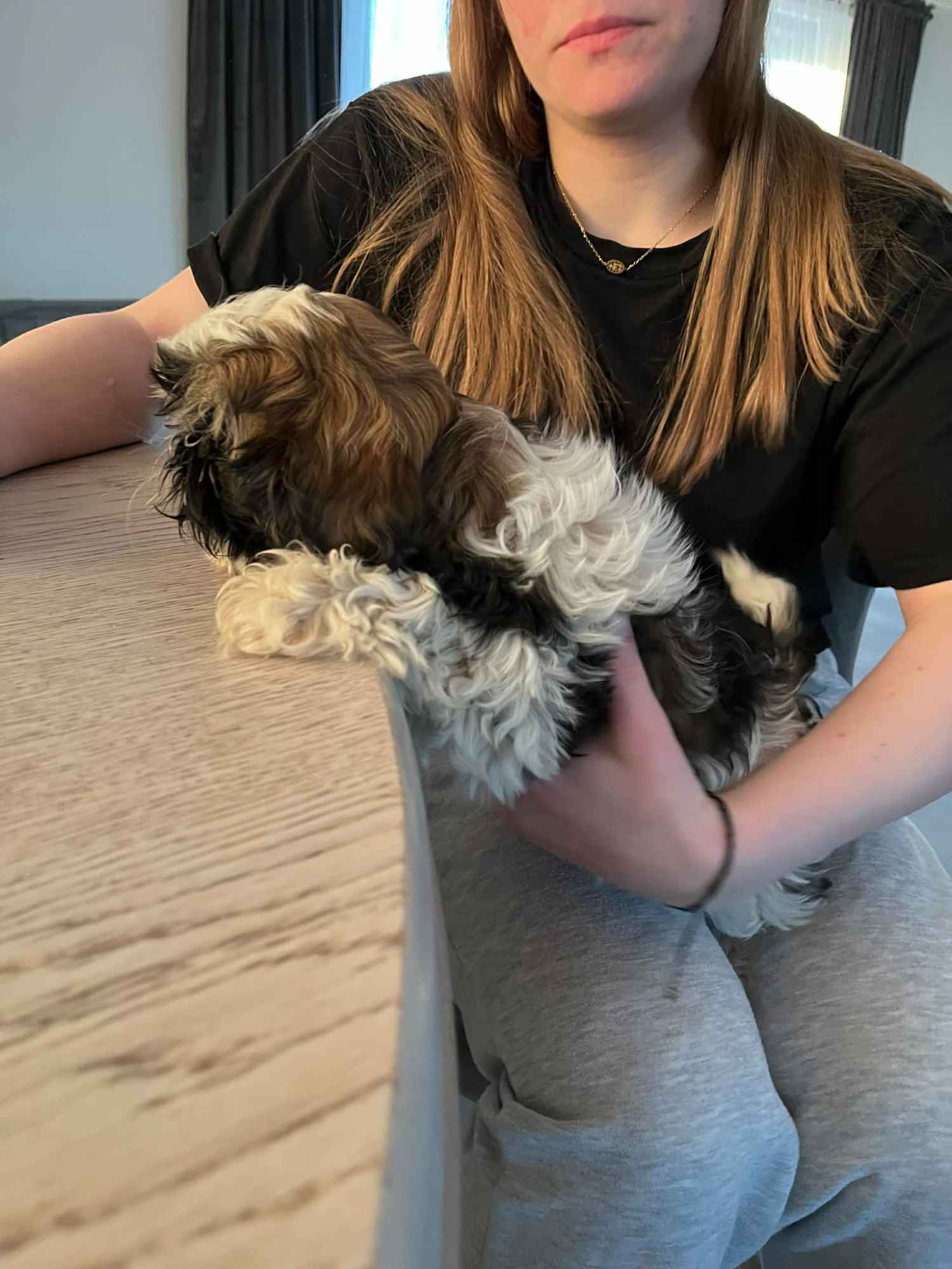 Shih tzu Sychowo - zdjęcie 1