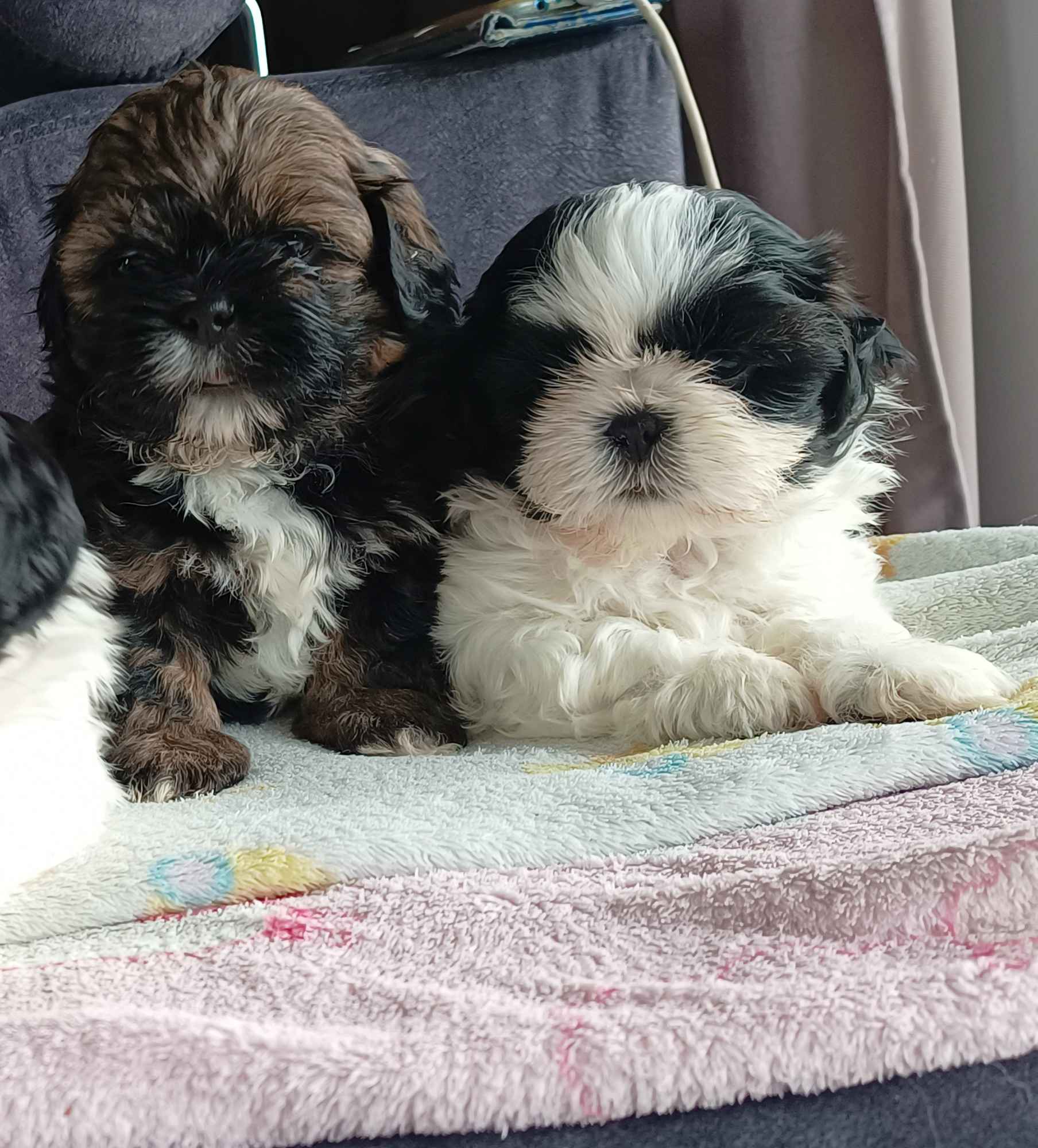 Shih tzu szczeniaki Milicz - zdjęcie 3