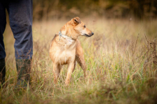 Snikers - spokojny, delikatny indywidualista Olsztyn - zdjęcie 2
