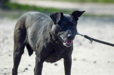 Armia - łagodna, delikatna sunia szuka domu! Olsztyn - zdjęcie 2