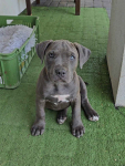 Blue Amstaff American Staffordshire Terrier Ludwin - zdjęcie 2