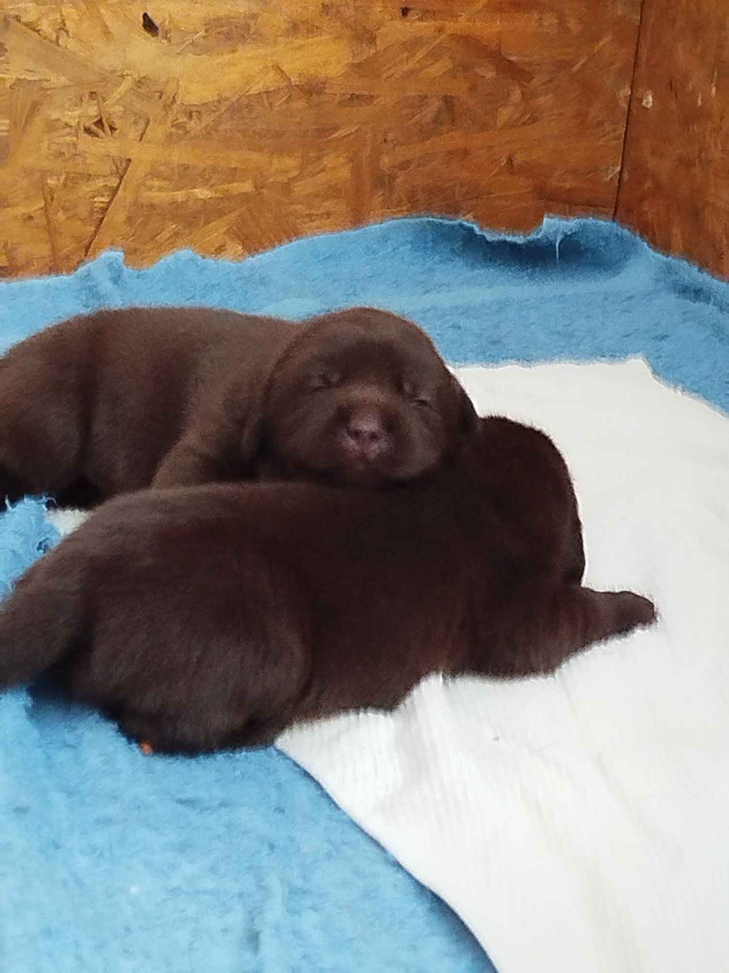 Szczeniaki labrador retriever czekoladowe rodiwodowe Oborniki Śląskie - zdjęcie 3
