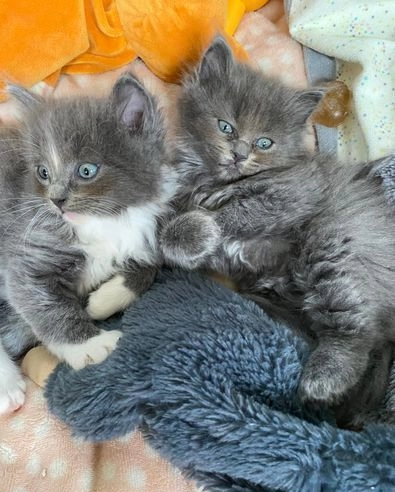 Ukamienowany kotek Ragdoll Bielany - zdjęcie 5