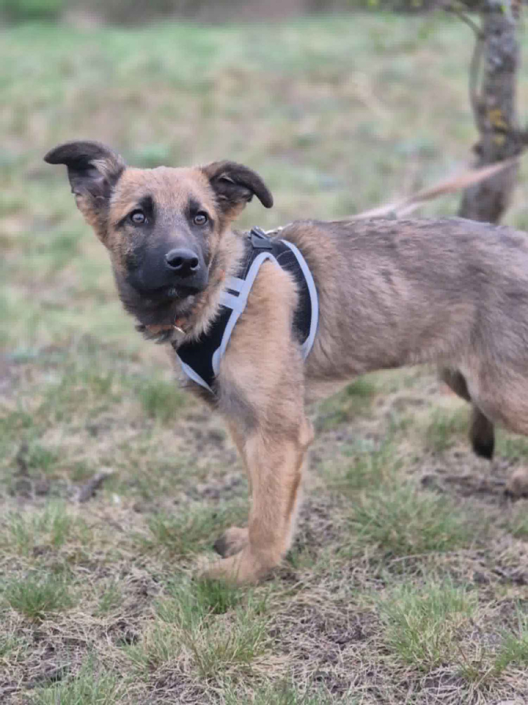 Melek - trzymiesięczny, nieśmiały SZCZENIAK adopcja Olsztyn - zdjęcie 3