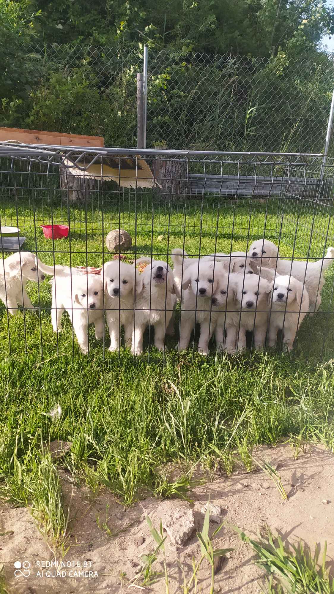 Psy owczarki Podchalanskie Łochów - zdjęcie 1