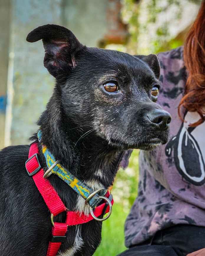 Maleńka, bardzo wrażliwa i emocjonalna suczka do adopcji! :) Bemowo - zdjęcie 5