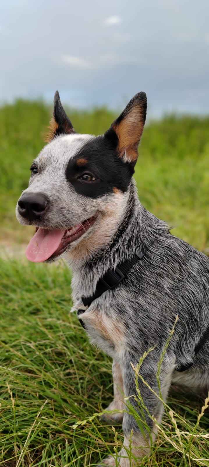 Australijski cattle dog pies pasterski Pszczyna - zdjęcie 1