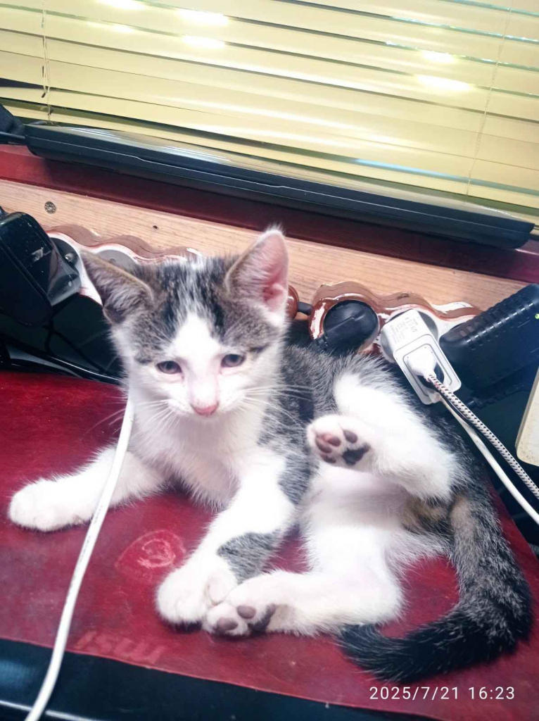 Trzy kocurki szukają domu Stękiny - zdjęcie 2