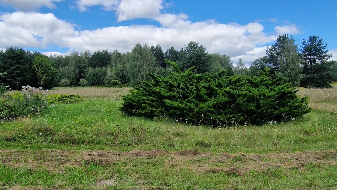 Działka budowlana Słójka Dziewiczy Ług Słójka - zdjęcie 9