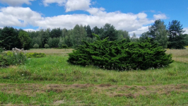 Działka budowlana Słójka Dziewiczy Ług Słójka - zdjęcie 9