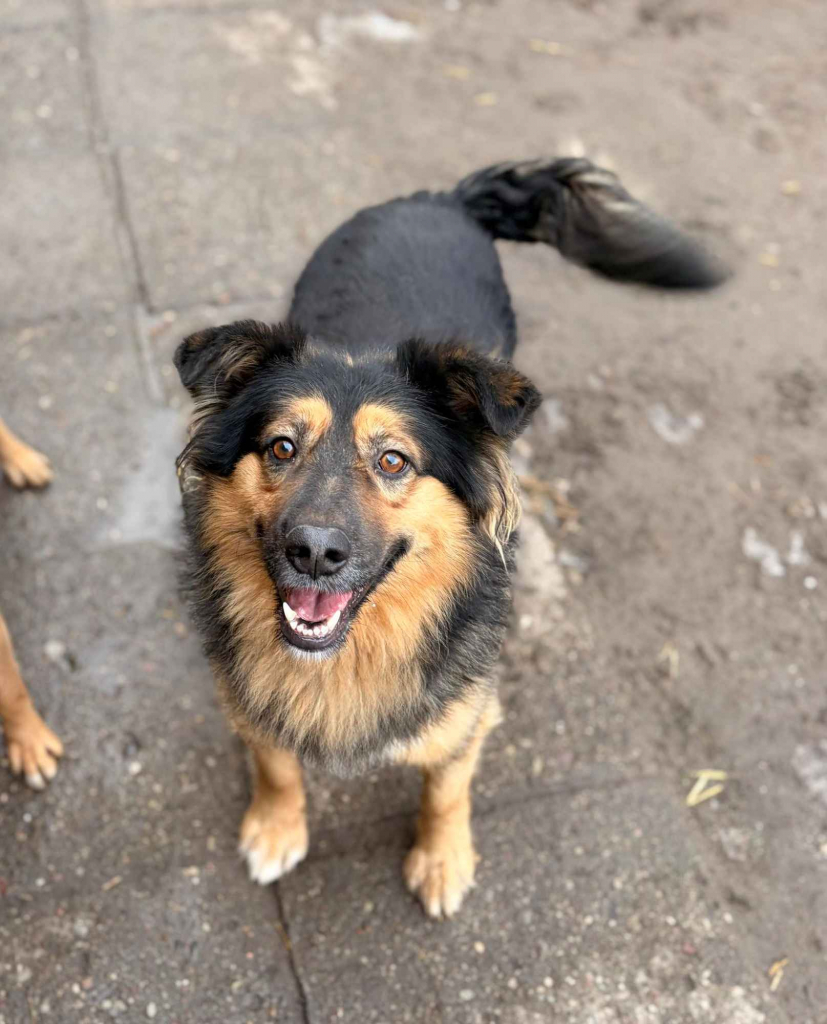 Toster - towarzyski, wesoły psiak szuka domu! Olsztyn - zdjęcie 1