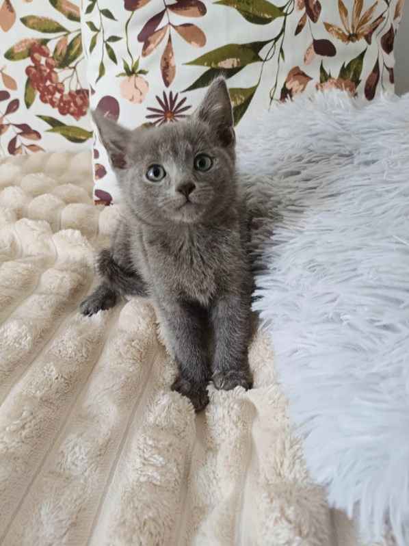Rosyjski niebieski - kotka, kot Mińsk Mazowiecki - zdjęcie 2