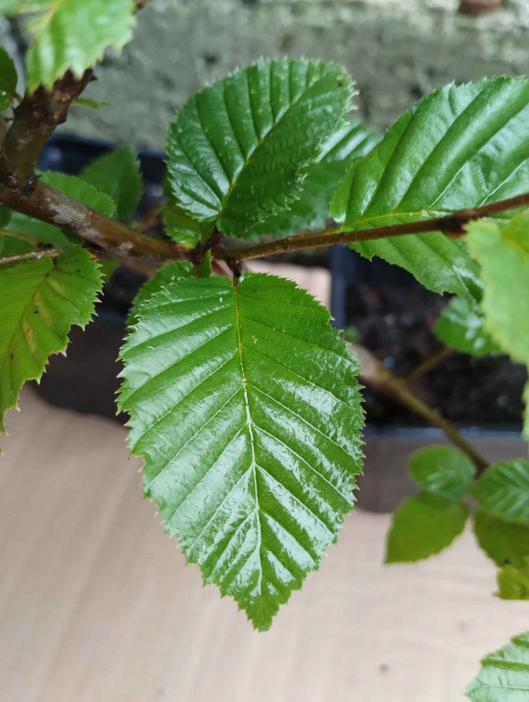 Grab pospolity sadzonki w doniczkach Carpinus betulus Buczków - zdjęcie 1