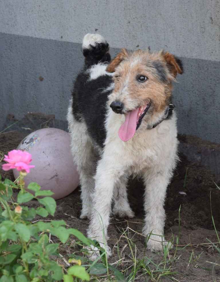 PŁOMYK foxterier szuka domu Opole - zdjęcie 5