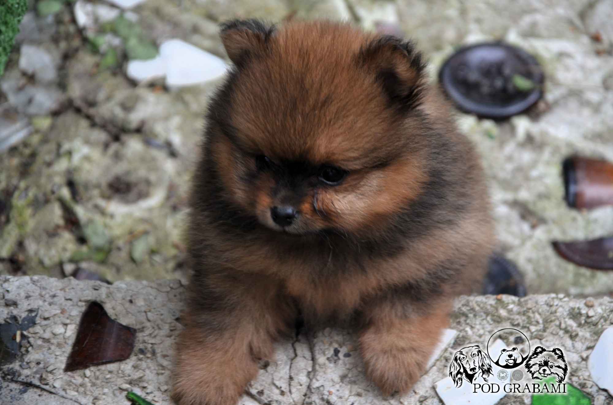 Przepiękne Szczenięta Pomeranian ( Szpic miniaturowy) – ZkwP/FCI Kolbudy - zdjęcie 1
