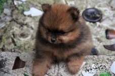 Przepiękne Szczenięta Pomeranian ( Szpic miniaturowy) – ZkwP/FCI