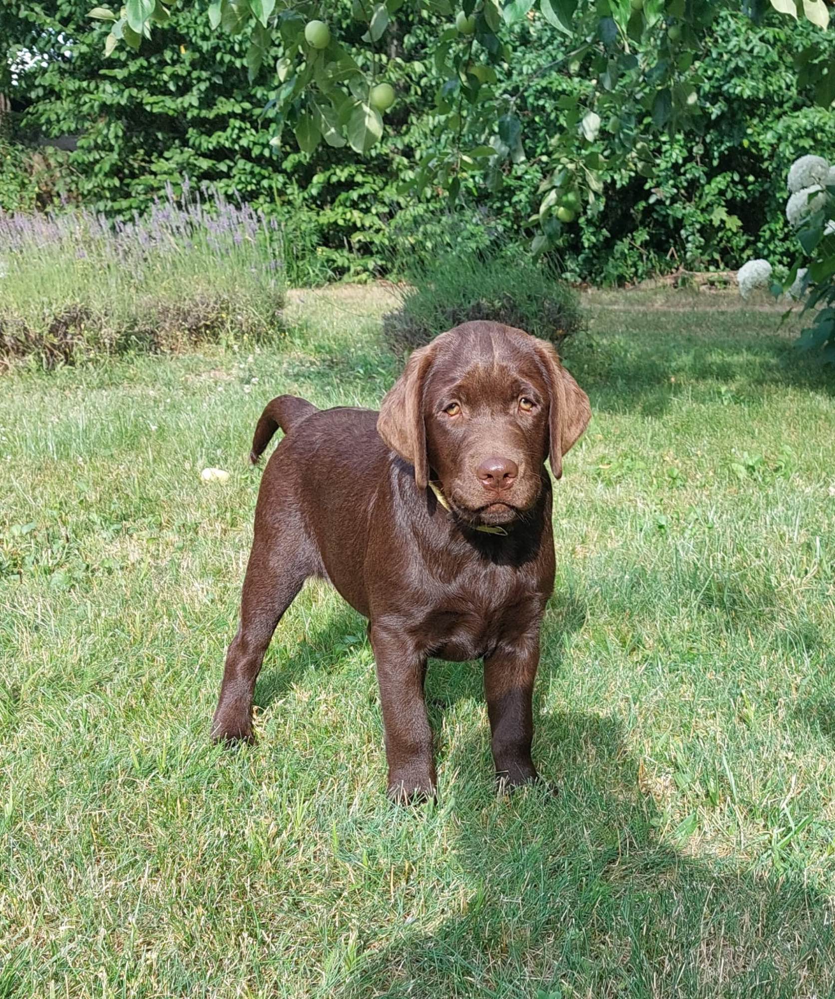 Labrador czekoladowy szczenię Bogumiłowice - zdjęcie 1