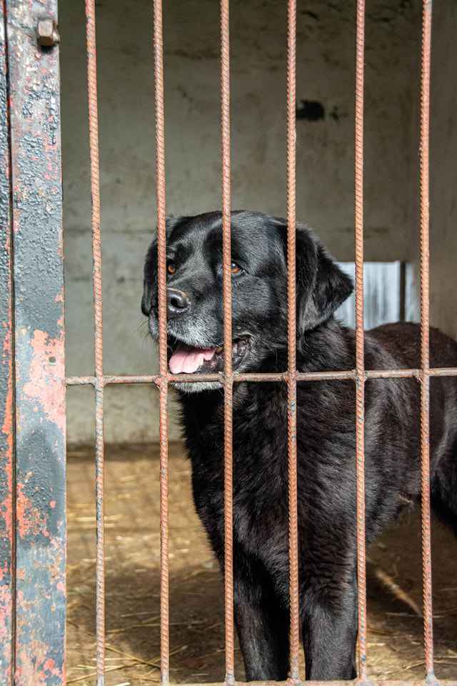 Turbo kontaktowy, piękny pies w typie labradora szuka kochającego domu Polesie - zdjęcie 3