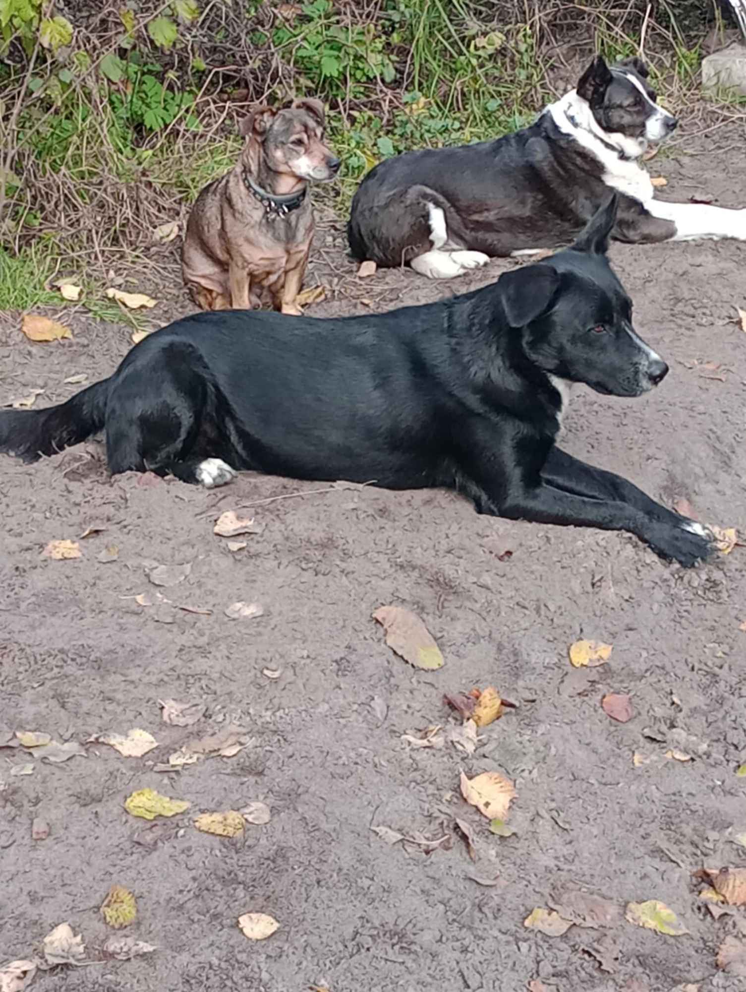 Atos - młodziutki, domowy, wychowany psiak Olsztyn - zdjęcie 6