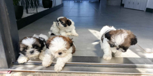 Shih tzu szczeniaki