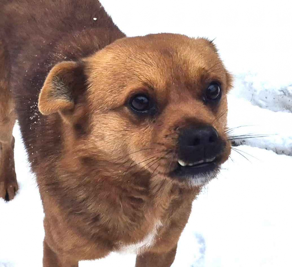 Słodki Ząbek szuka domu, za kilka dni grozi mu schronisko Pułtusk - zdjęcie 3