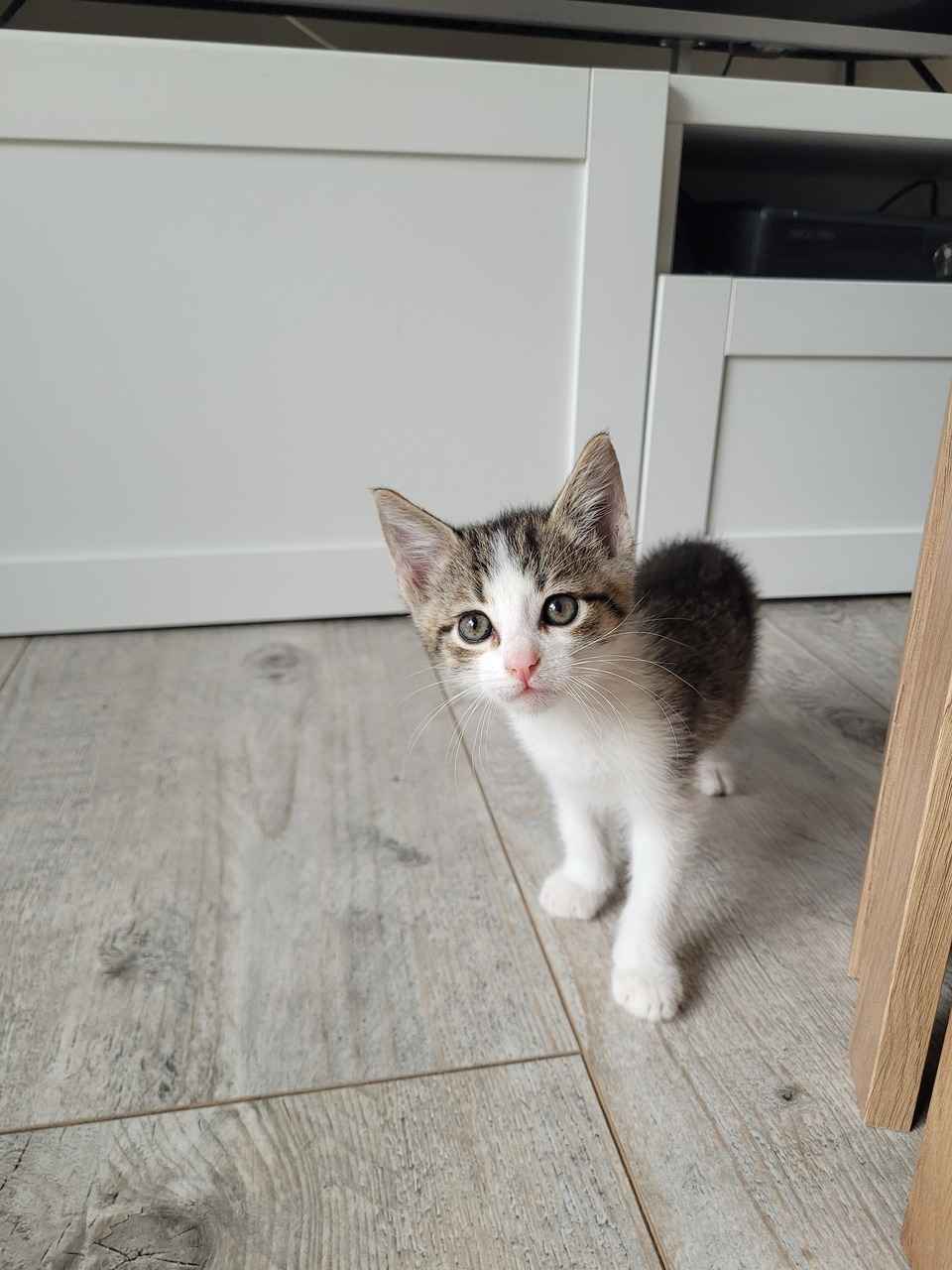 Cztery 8 tygodniowe kocięta szukają domów! Olsztyn - zdjęcie 2