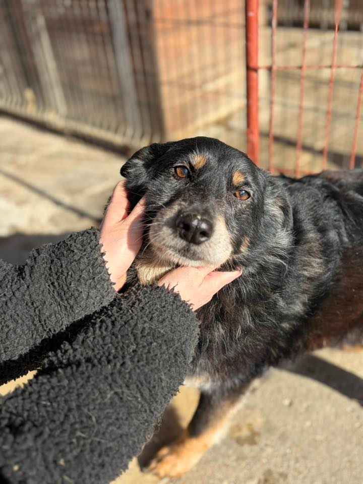 Dżeki - łagodny, spokojny, niekonfliktowy psiak Olsztyn - zdjęcie 1