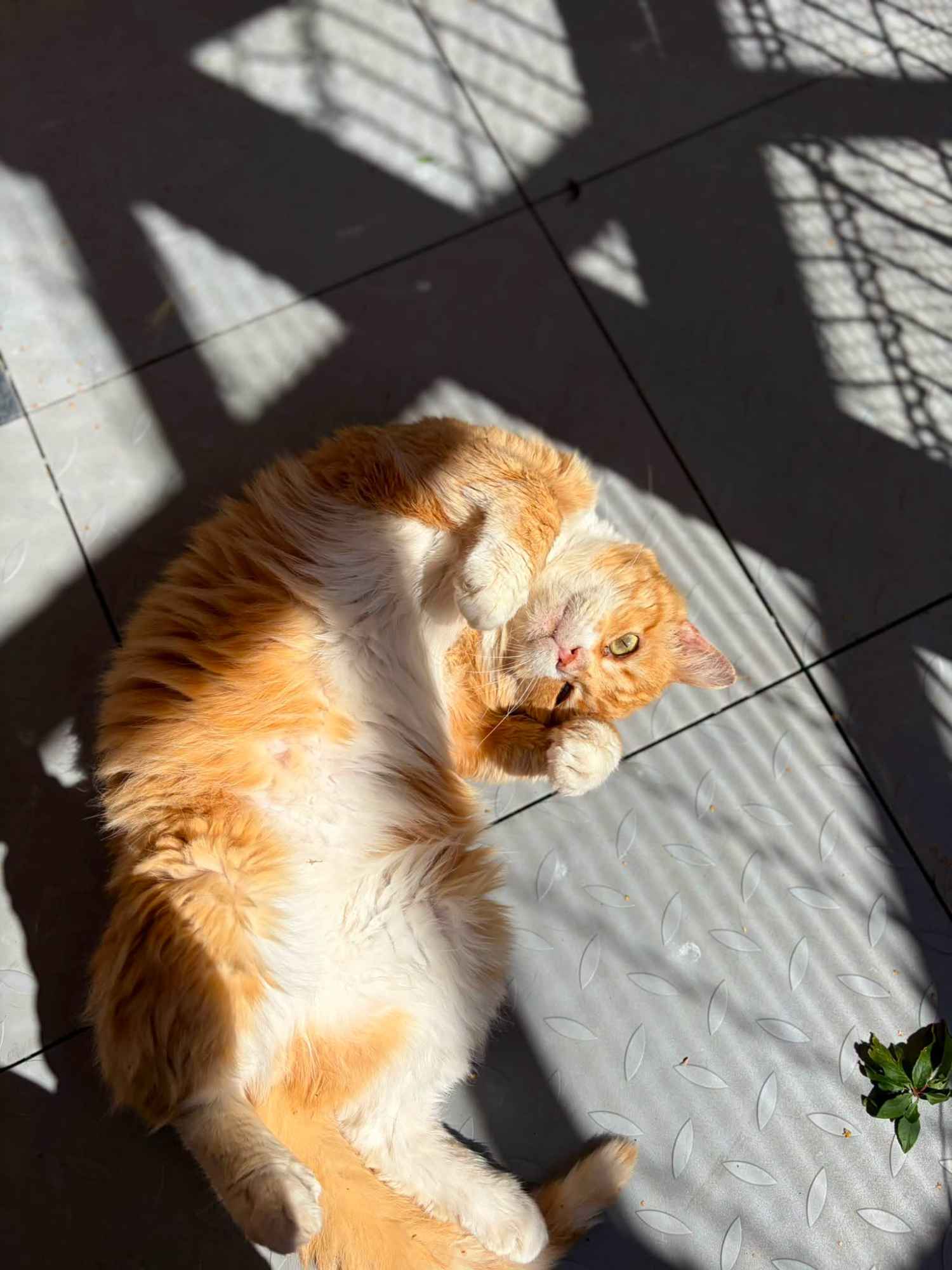 Garfield - mądry, ułożony kotek szuka domu! Olsztyn - zdjęcie 1
