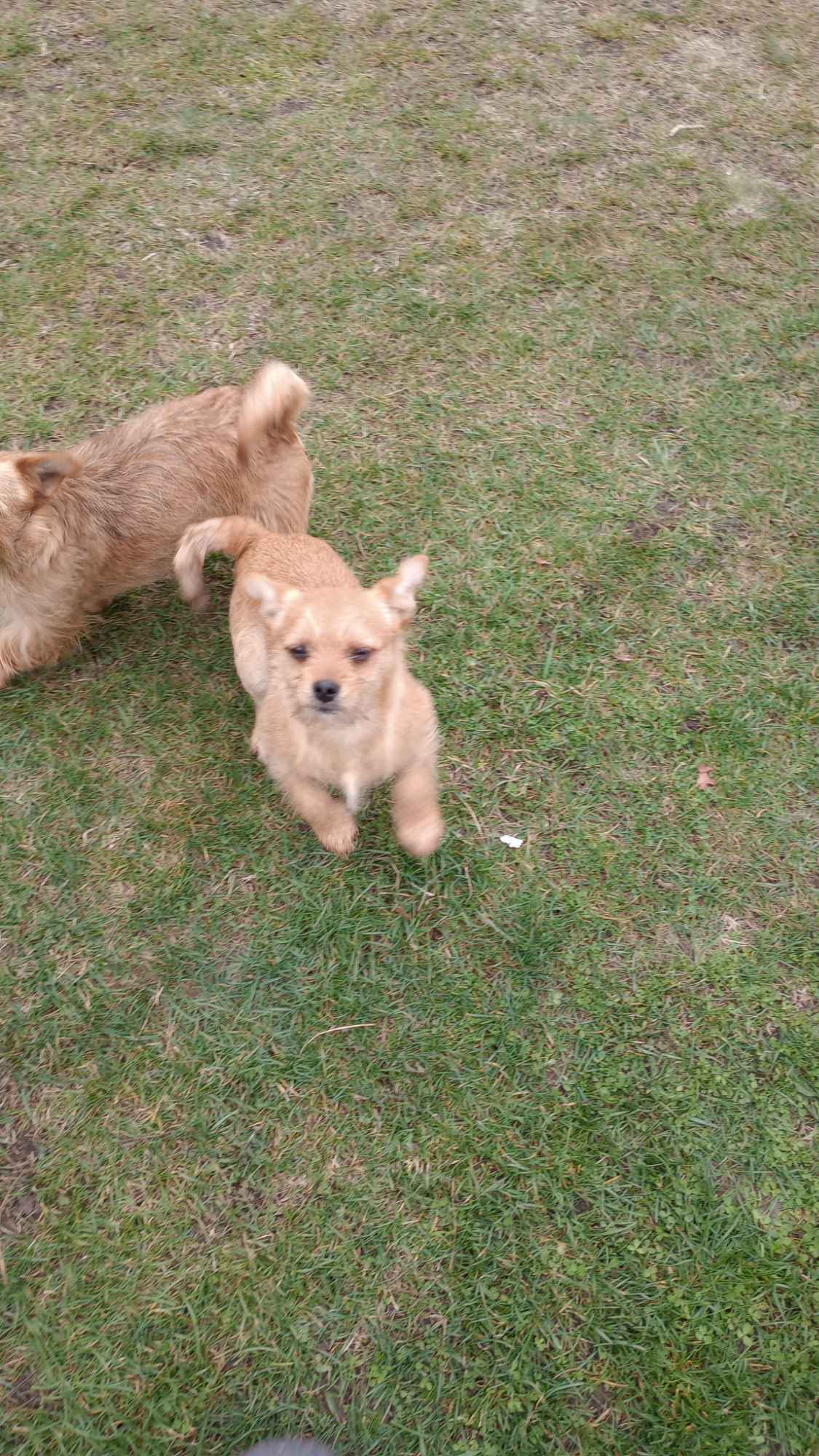 Do wydania piesek półrocznych Stogniowice - zdjęcie 3