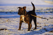 Petra szuka domu! Łętkowice - zdjęcie 4